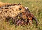 Hyenas with Kill - Judy Smith (Open).jpg